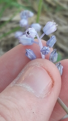 Muscari parviflorum
