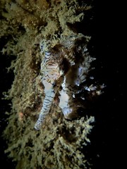 Hippocampus subelongatus