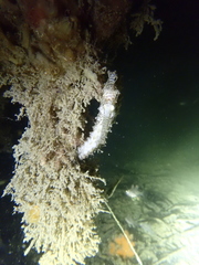 Hippocampus subelongatus