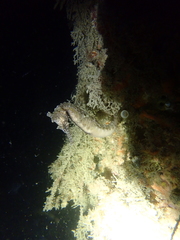 Hippocampus subelongatus