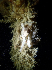 Hippocampus subelongatus