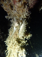Hippocampus subelongatus