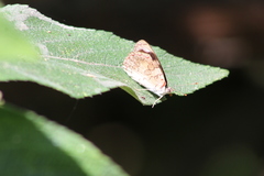 Diaethria bacchis