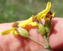 Senecio bupleuroides