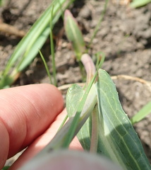 Senecio bupleuroides