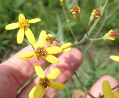 Senecio bupleuroides