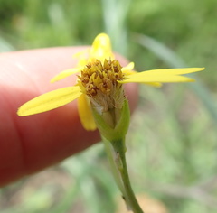 Senecio bupleuroides