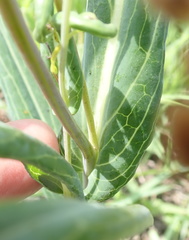 Senecio bupleuroides