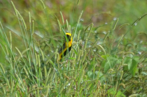 Yellow-crowned Bishop