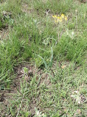 Senecio bupleuroides