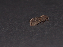 Spodoptera pecten