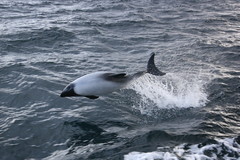Cephalorhynchus commersonii