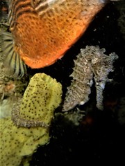 Hippocampus subelongatus
