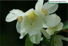 Philadelphus pekinensis