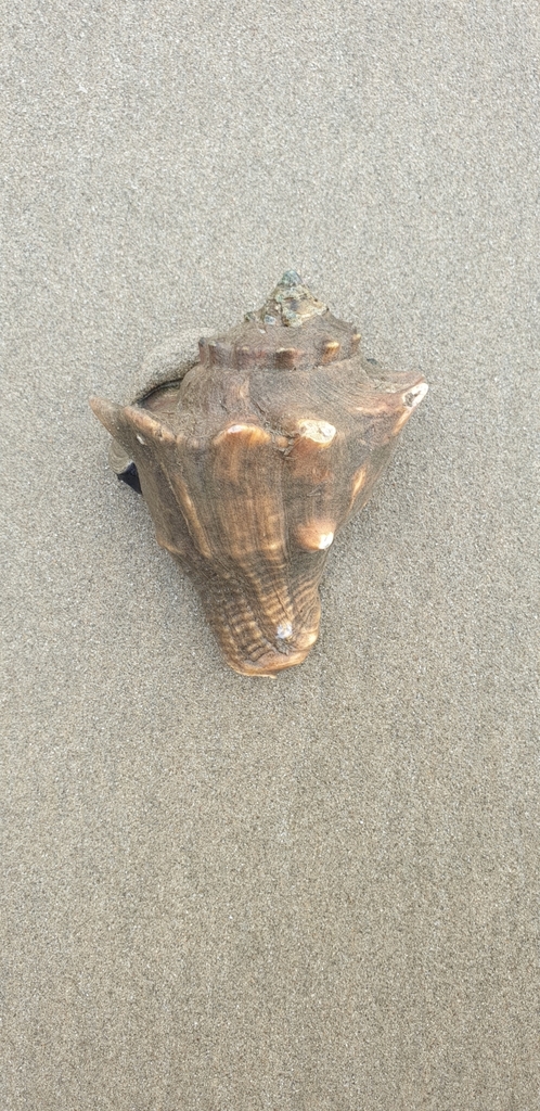 Volegalea