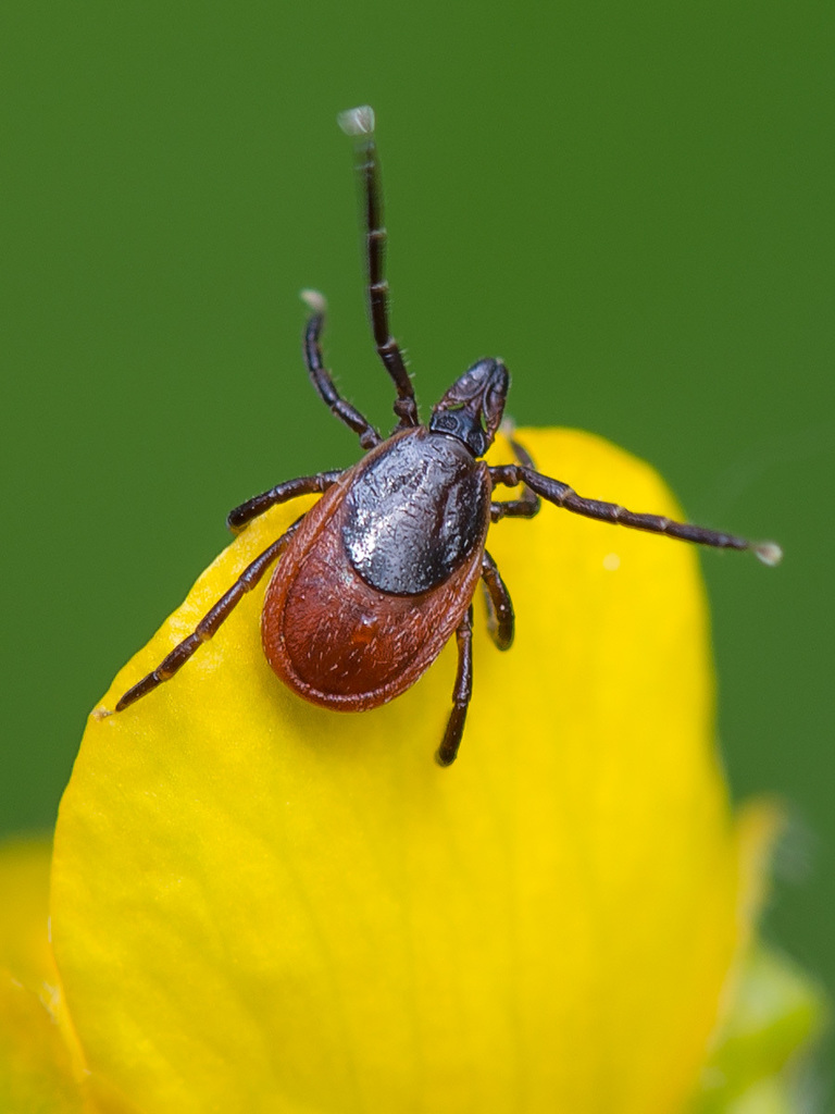 taiga tick