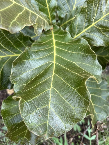 Quercus resinosa