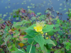 Hypericum hircinum