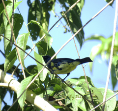Tangara mexicana