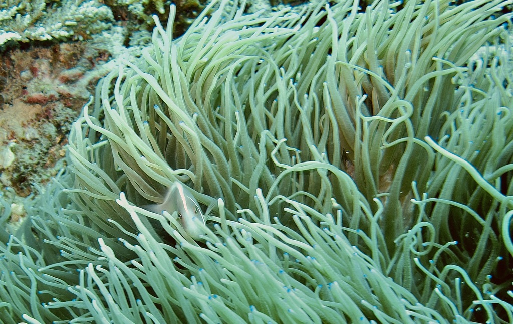 Clown fish