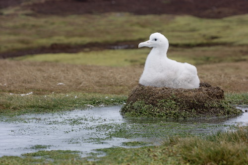 Snowy Albatross, Île Kerguélen, Terres australes et antarctiques françaises, photo 7 of 10