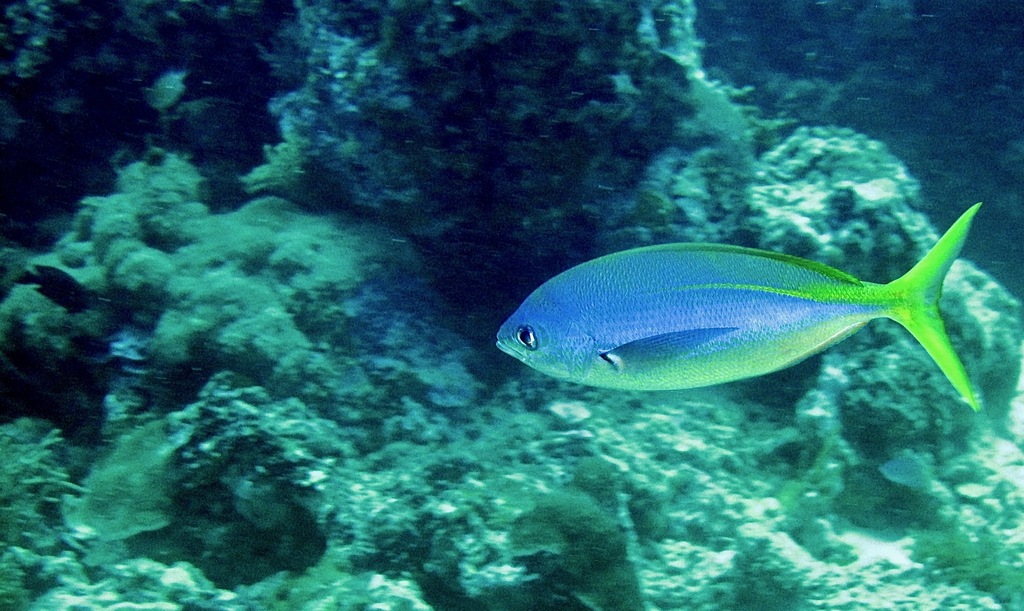 Yellow and blueback fusilier