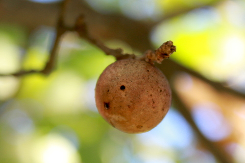 Oak Marble Gall Wasp