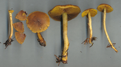 Cortinarius huronensis