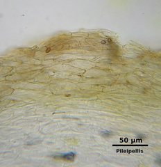 Cortinarius huronensis