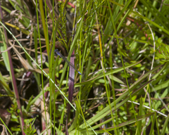 Proischnura polychromatica