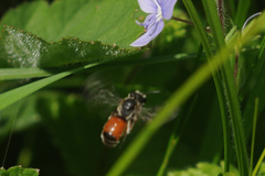 Andrena labiata