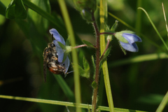 Andrena labiata