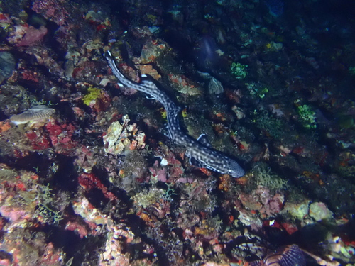 Coral catshark (Atelomycterus marmoratus) — Scyliorhinidae — 5