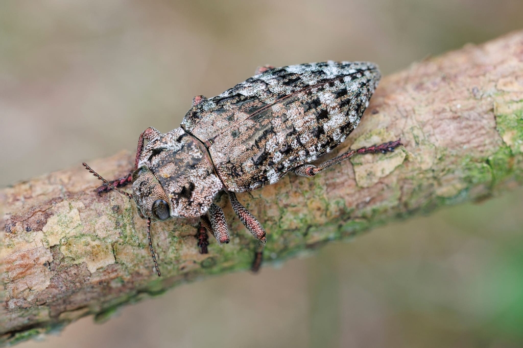 Dicerca herbstii