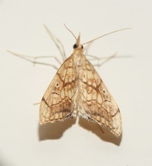 Evergestis pallidata