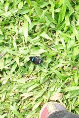 Diaethria clymena