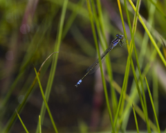 Proischnura polychromatica