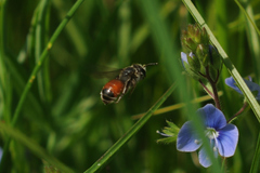 Andrena labiata