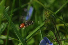 Andrena labiata