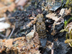 Ontholestes tessellatus