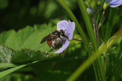 Andrena labiata