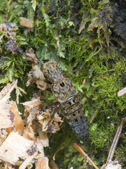 Ontholestes tessellatus