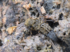 Ontholestes tessellatus
