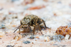 Ontholestes tessellatus