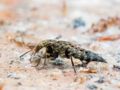 Ontholestes tessellatus