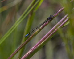 Proischnura polychromatica
