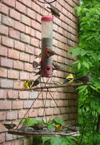 Spinus tristis