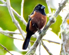 Sporophila angolensis