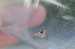 Notocelia uddmanniana