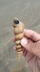 Turritella duplicata